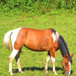 Paint-Horse - Gescheckte Pferderasse